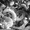 stolper_chalk-microporosity_5000x-tn.jpg