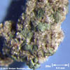 stolper_glauconite-pellets_20x-tn.jpg